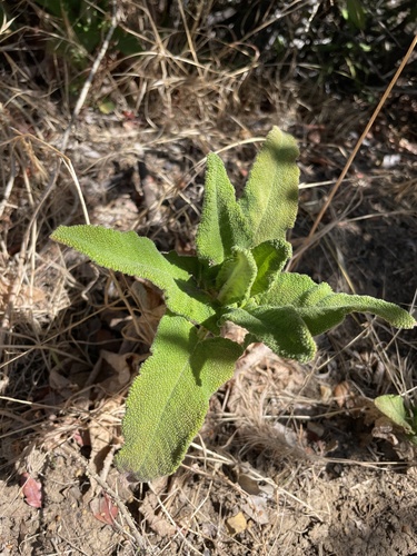 iNaturalist observation photo of Hummingbird Sage