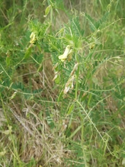 Vicia ciliatula