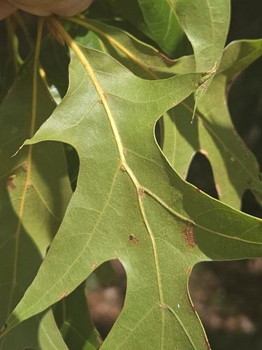 Quercus laevis, photograph 1