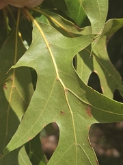 Quercus laevis, photograph author not stated, no rights reserved