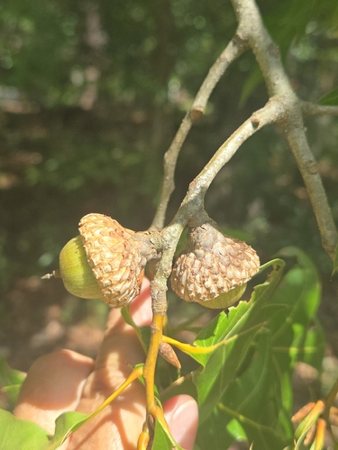Quercus laevis, photograph 2