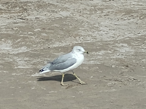 Ring-billed Gull