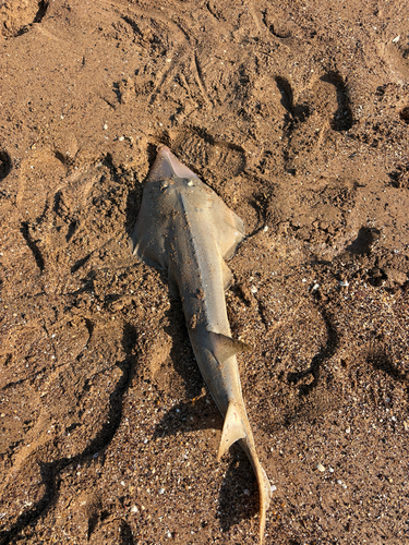 Giant Guitarfish