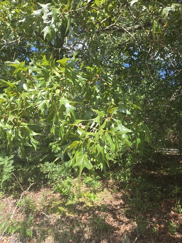 Quercus laevis, photograph 3