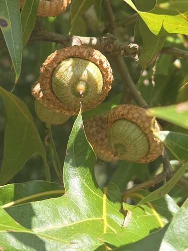 Quercus laevis, photograph 4