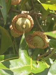 Quercus laevis, photograph author not stated, no rights reserved