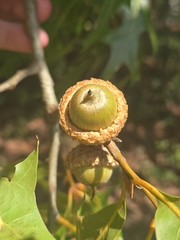 Quercus laevis, photograph author not stated, no rights reserved