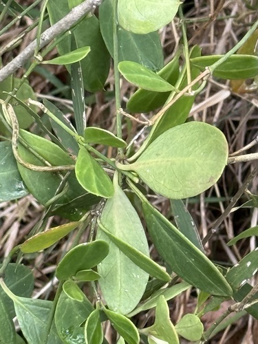 Vincetoxicum carnosum observed 2026-09-13