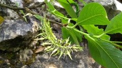 Salix appendiculata