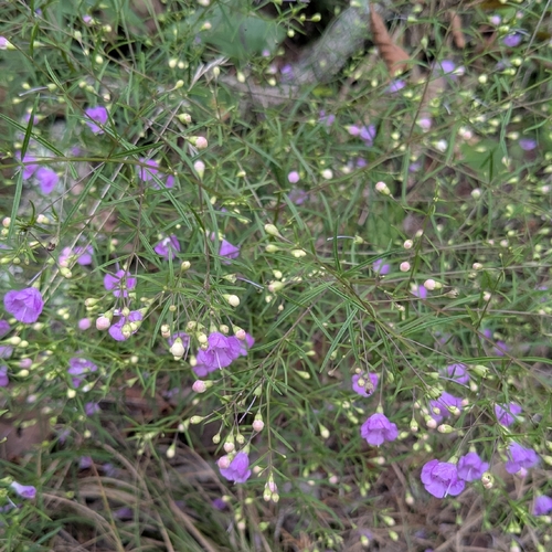 slender false foxglove