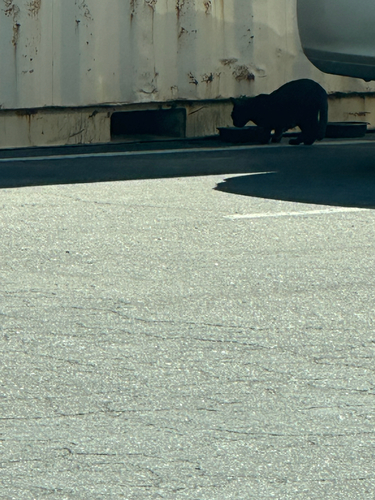 Domestic Cat