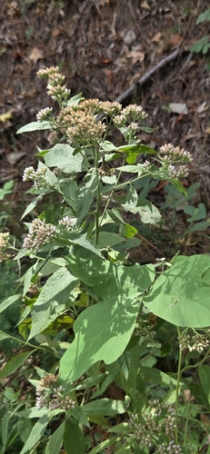 Camphor-weed