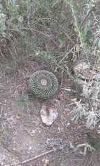 Mammillaria gigantea
