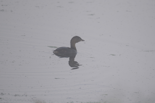 Pied-billed Grebe
