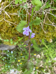 Glechoma grandis