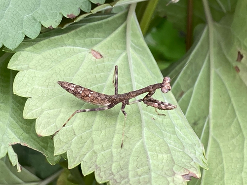 Carolina Mantis
