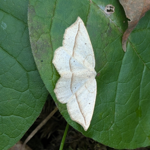 Confused Eusarca Moth