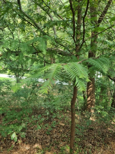 Metasequoia glyptostroboides, 2026-09-13