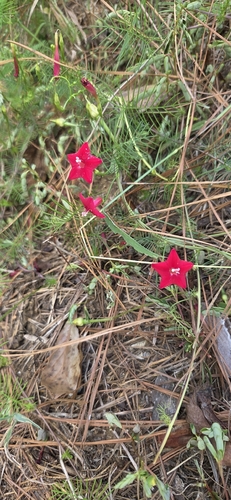 Cypress Vine