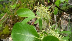 Salix appendiculata