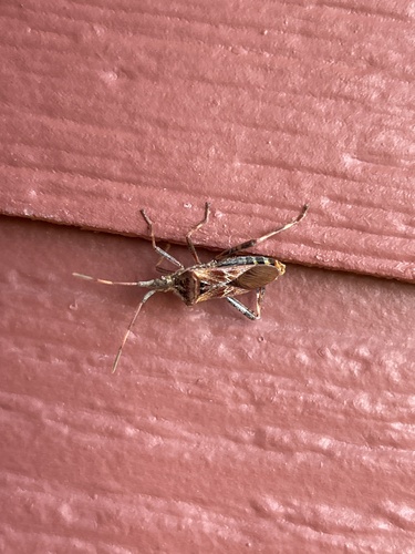 Western Conifer Seed Bug