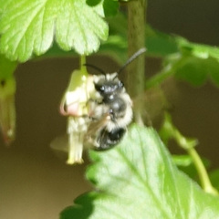 Andrena