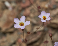 Leptosiphon ambiguus