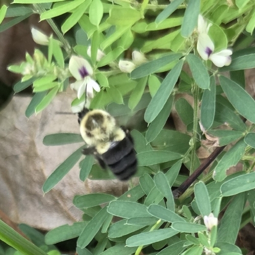 Common Eastern Bumble Bee