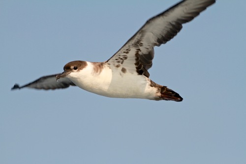 Puffin majeur