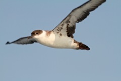 Great Shearwater photo 3