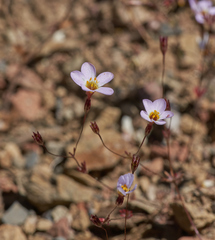 Leptosiphon ambiguus