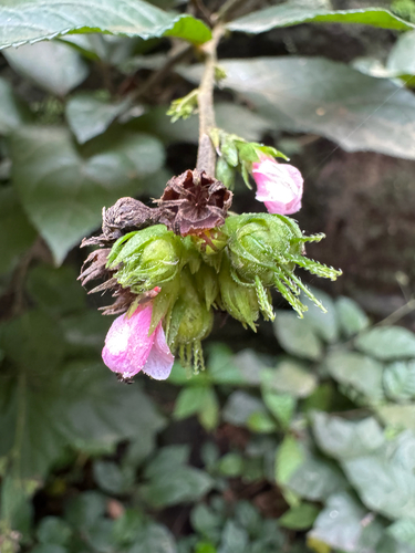 Pavonia schiedeana
