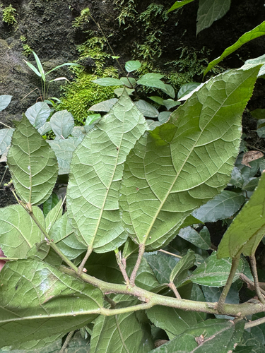 Pavonia schiedeana, photograph 2