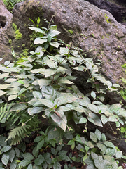 Pavonia schiedeana, photograph (c) Matteo Bellucci, some rights reserved (CC BY)