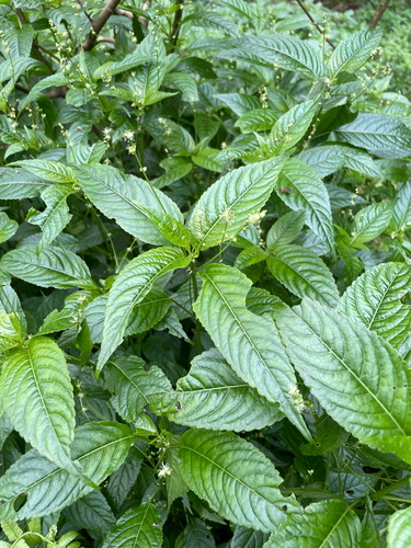 Mercurialis leiocarpa, photograph 1