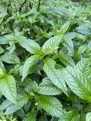 Mercurialis leiocarpa
