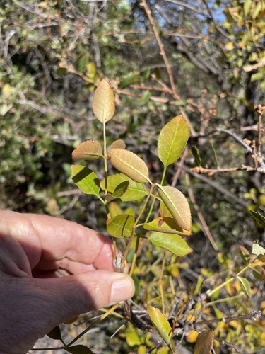 iNaturalist observation photo of California Ash