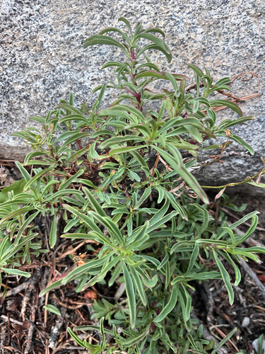iNaturalist observation photo of beardtongues