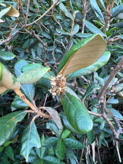 Quercus championii