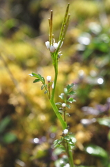 Cardamine oligosperma