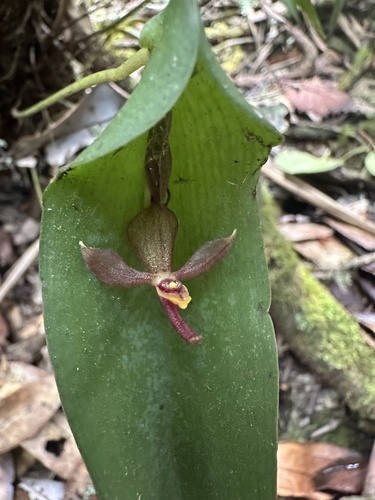 Pleurothallis lilijae