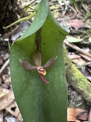 Pleurothallis lilijae