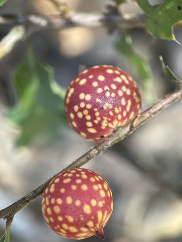 iNaturalist observation photo of Burnettweldia