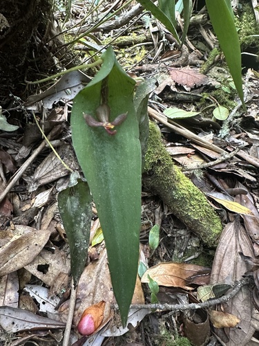 Pleurothallis lilijae, photograph 2
