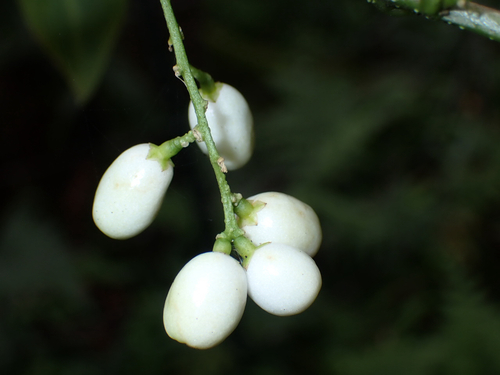 Cestrum, 2026-09-12