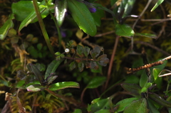 Cardamine oligosperma