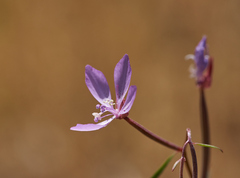 Clarkia modesta
