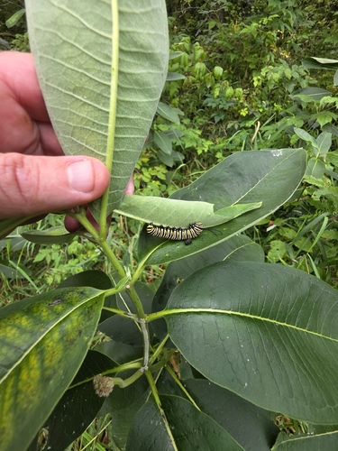 Monarch