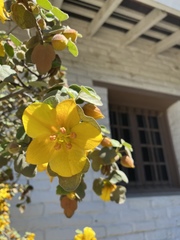 Fremontodendron californicum