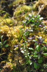 Cardamine oligosperma